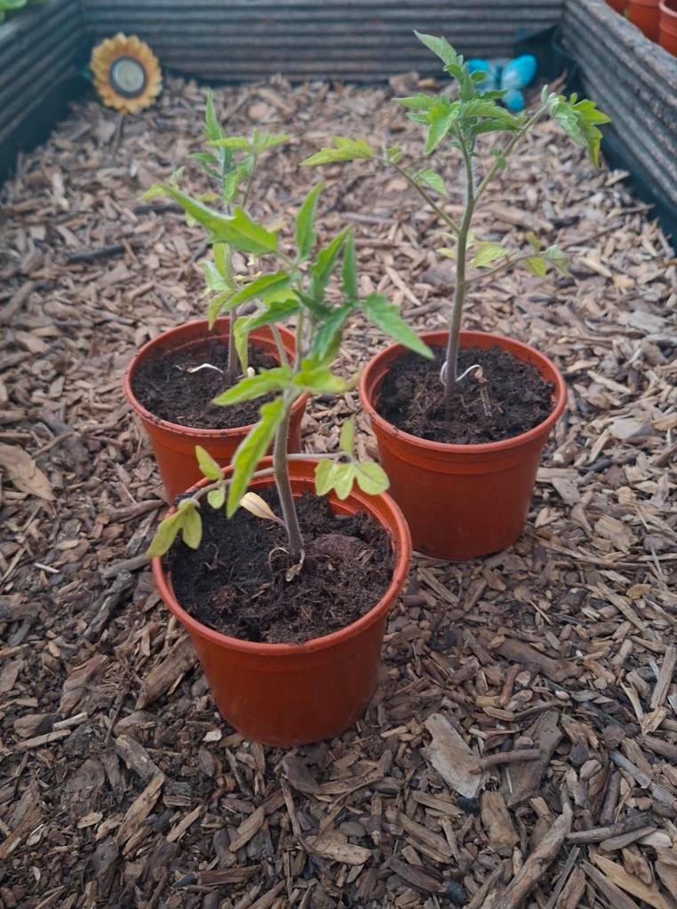Tomaten plantjes ,, Ophalen, Volle zon, Groenteplanten, Eenjarig