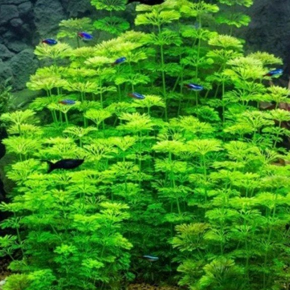 Aquariumplant, Tuin en Terras, Planten | Struiken en Hagen, Ophalen
