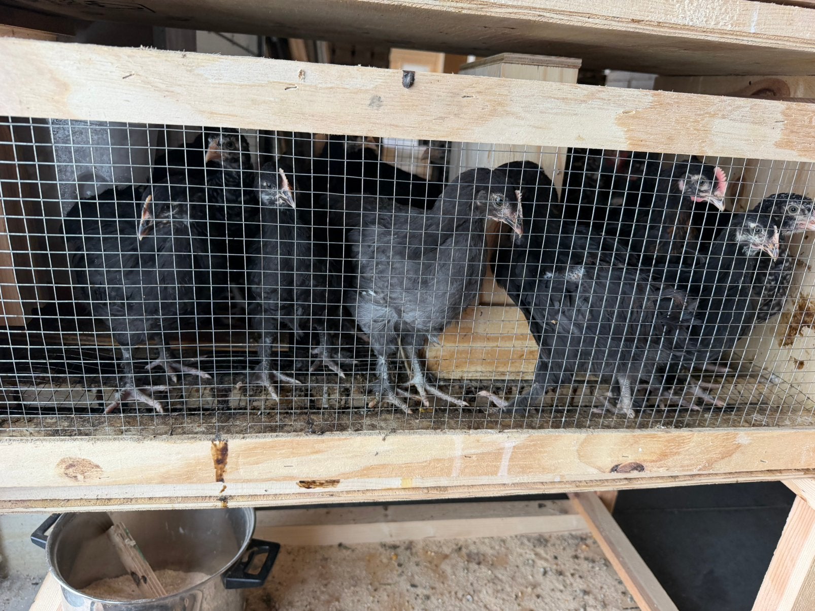 Poule Marans, Mâle