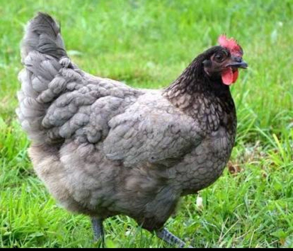 poules pondeuses bleu de landes, Poule ou poulet