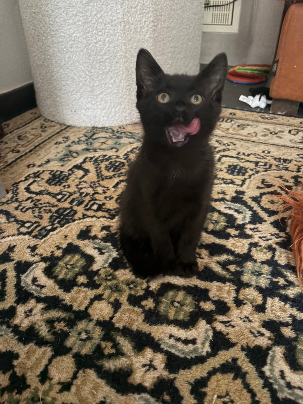 Chaton, Animaux & Accessoires, Chats & Chatons | Chats de race | Poil ras, Chatte ou Chat, 0 à 2 ans, Vermifugé