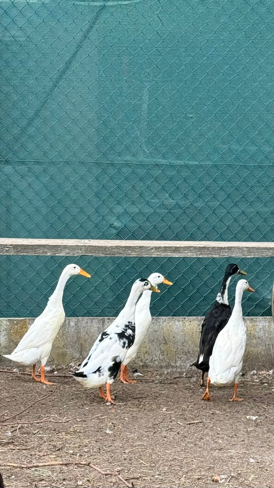 4 Indische loopeenden woerden, Dieren en Toebehoren