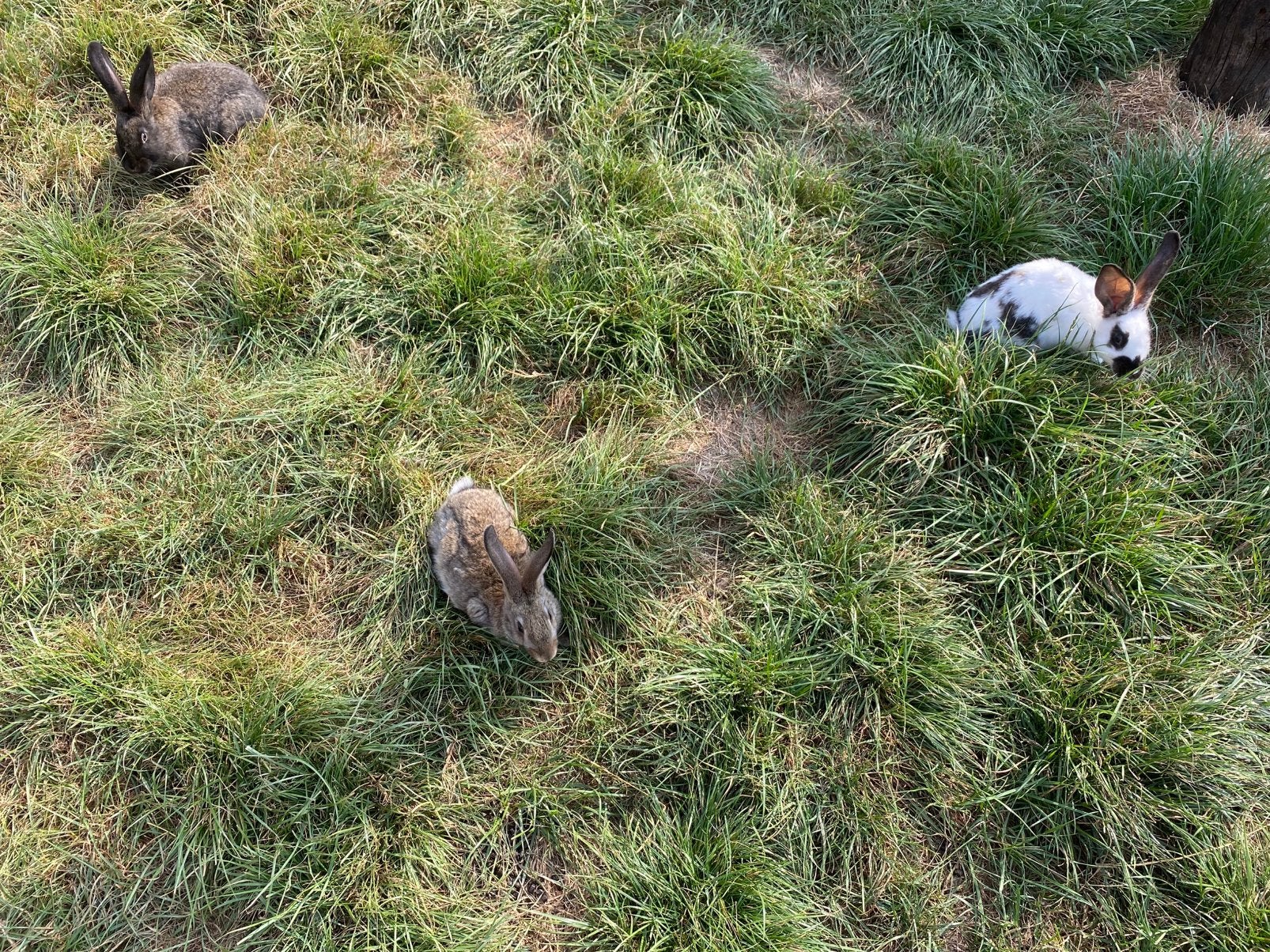 Konijnen te koop, Dieren en Toebehoren, Meerdere dieren, Middelgroot, 0 tot 2 jaar