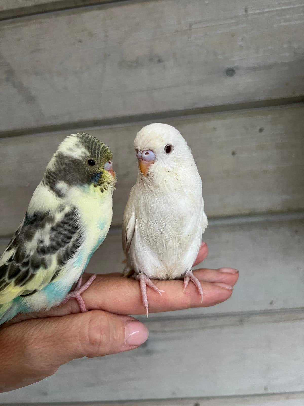 Tamme parkieten juist uit nest, Animaux & Accessoires, Oiseaux | Perruches & Perroquets, Domestique