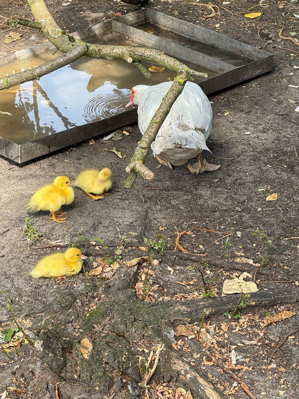 Barberie kuikens, Dieren en Toebehoren, Pluimvee