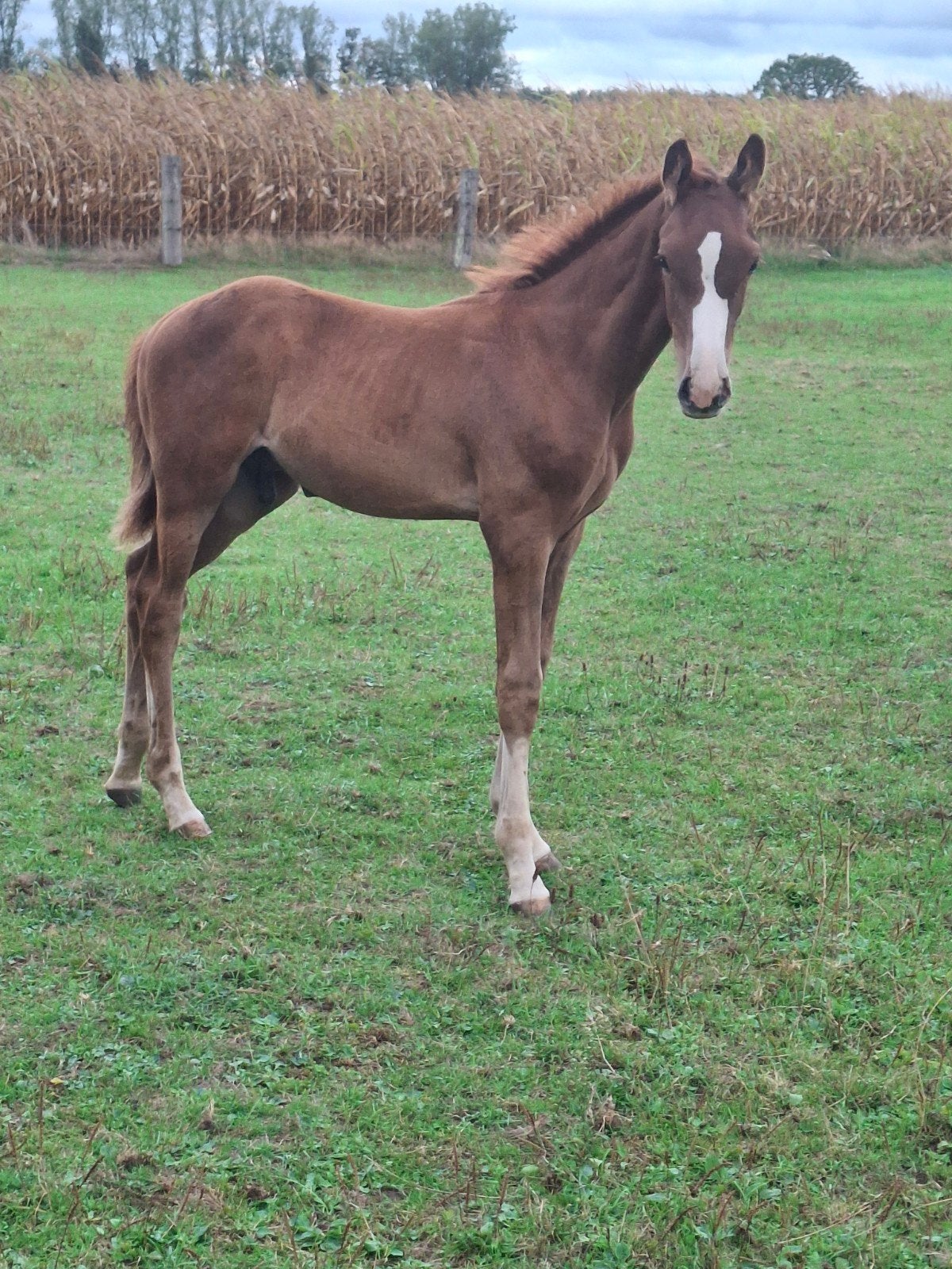 zeer goed gefokt hengsten veulen, Dieren en Toebehoren, Springpaard, Met stamboom, Z, 0 tot 2 jaar