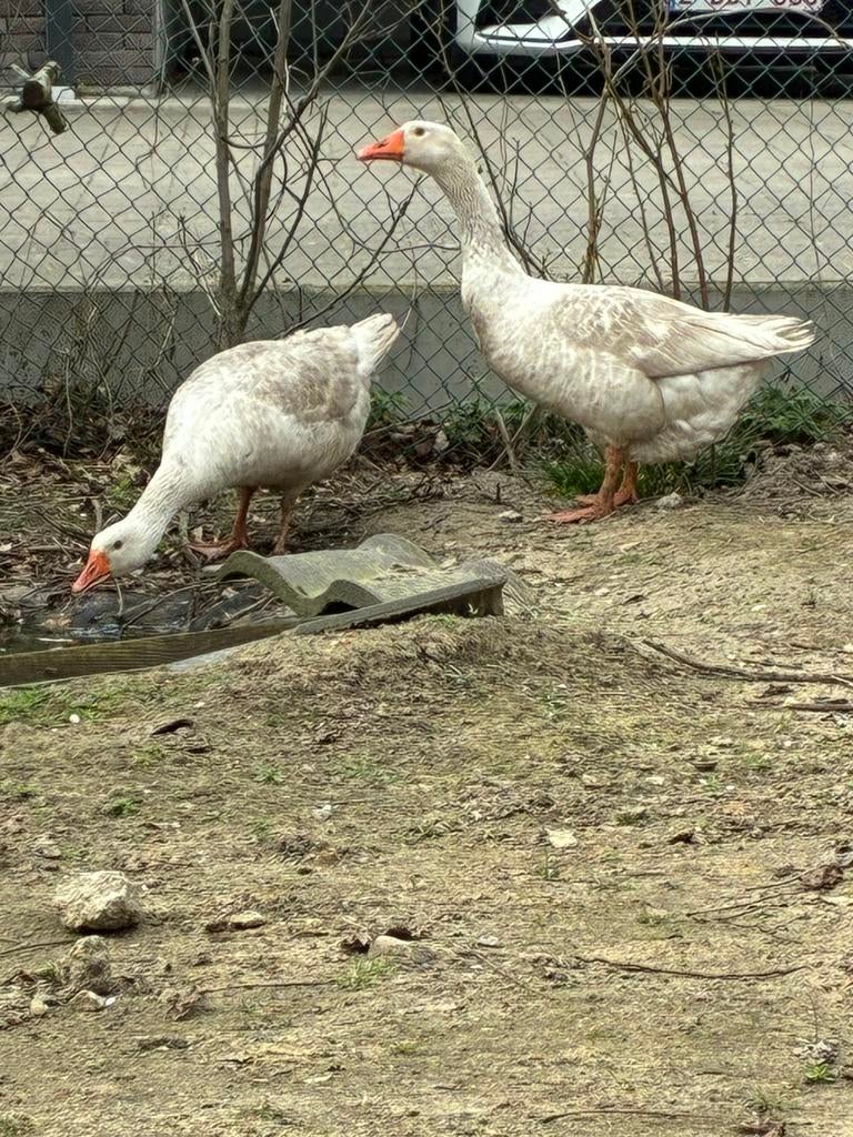 Ganzen te koop, Dieren en Toebehoren, Pluimvee