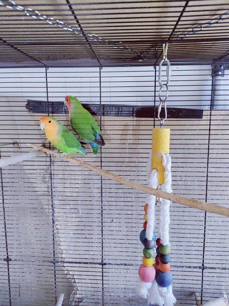 Dwergpapegaaien, Plusieurs animaux, Perroquet nain ou Inséparable, Bagué