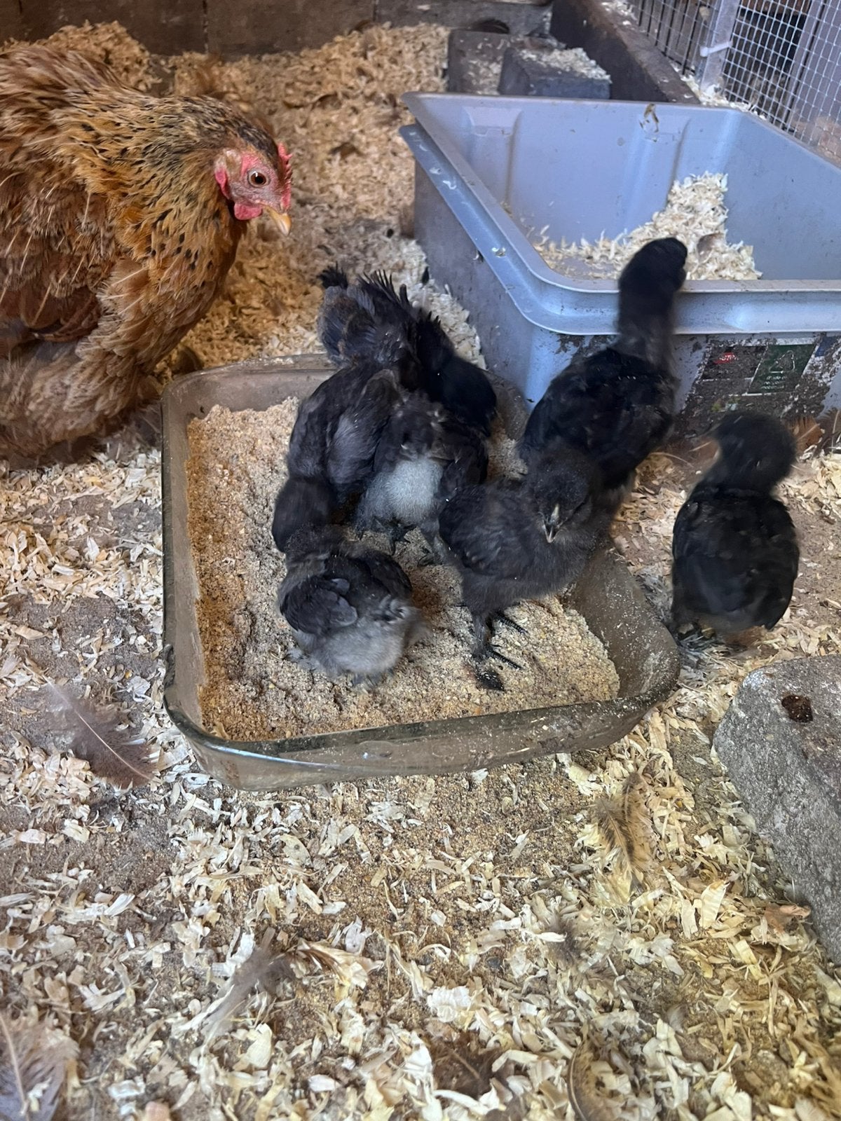 Nog 4 kuikens beschikbaar. 3 weken oud., Sexe inconnu, Poule ou poulet