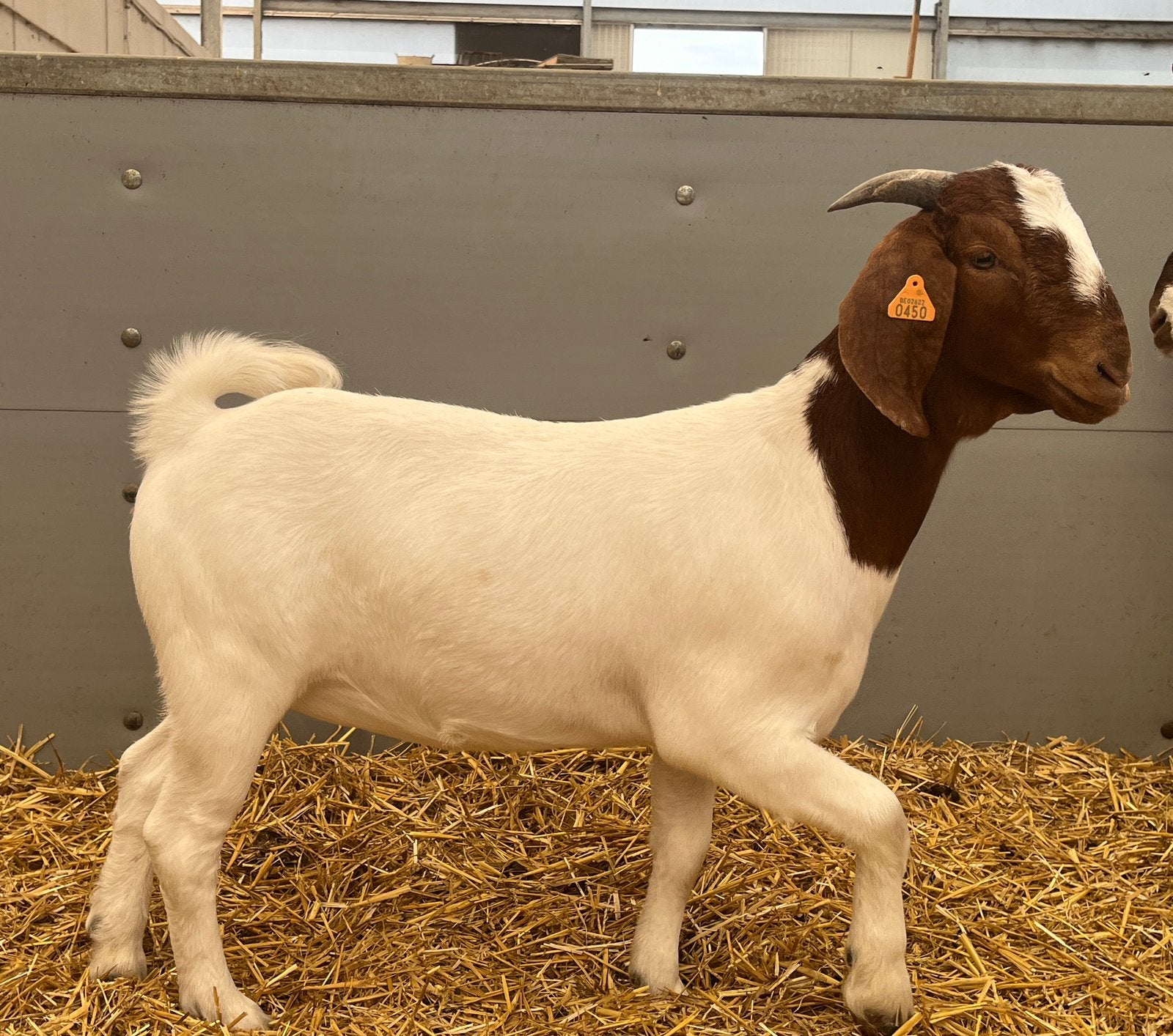 Boergeit, geit, boerbok, Dieren en Toebehoren, Schapen, Geiten en Varkens, Geit