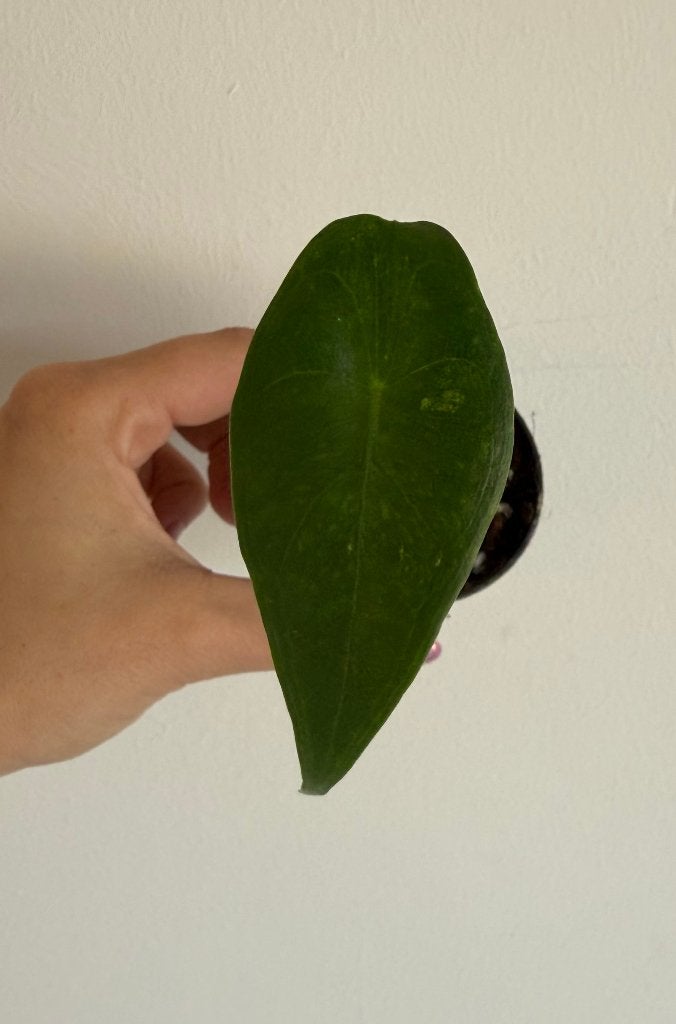 Alocasia Longiloba Variegata, Huis en Inrichting, Kamerplanten, Overige soorten, Minder dan 100 cm, Groene kamerplant, Halfschaduw