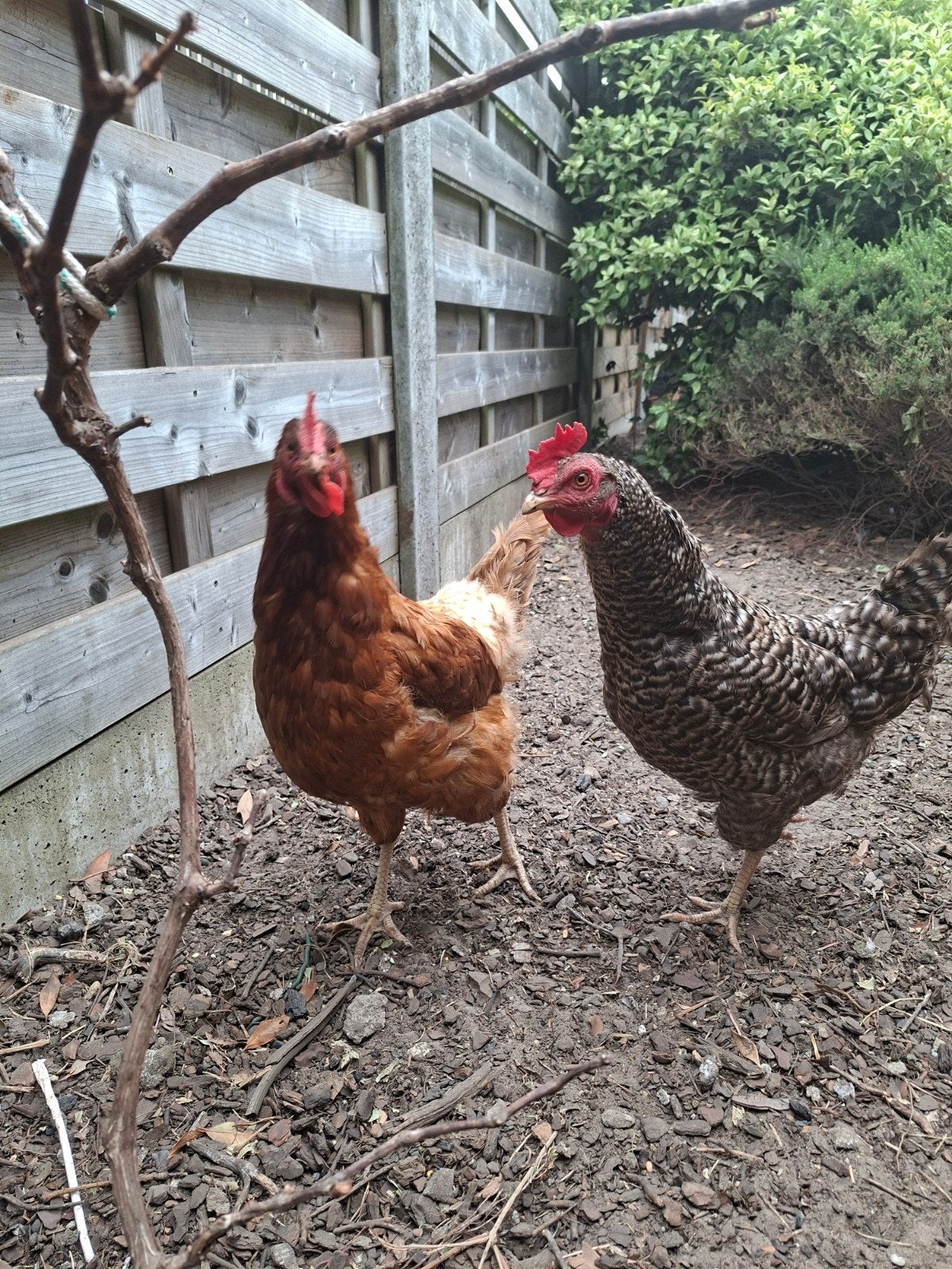 legkippen,, Dieren en Toebehoren