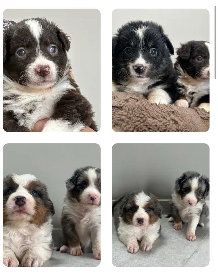 Australian shepherds - amerikaanse herders, Dieren en Toebehoren, België, CDV (hondenziekte), 8 tot 15 weken, Meerdere
