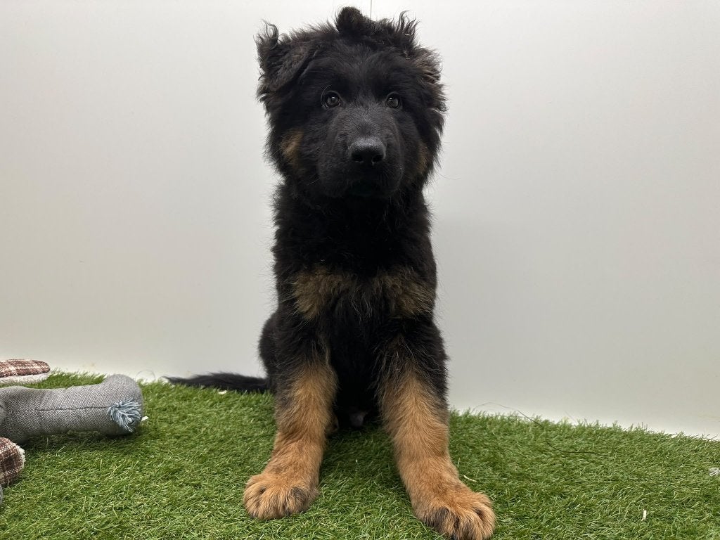 Duitse Herder pups, België, 15 weken tot 1 jaar, CDV (hondenziekte), Meerdere