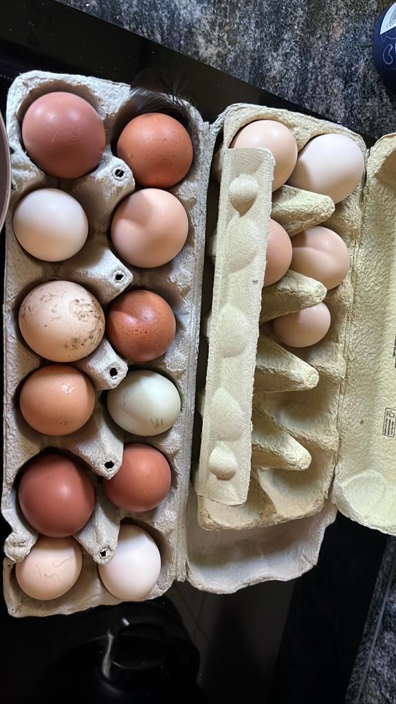 Broedeieren gemixte toom, Dieren en Toebehoren