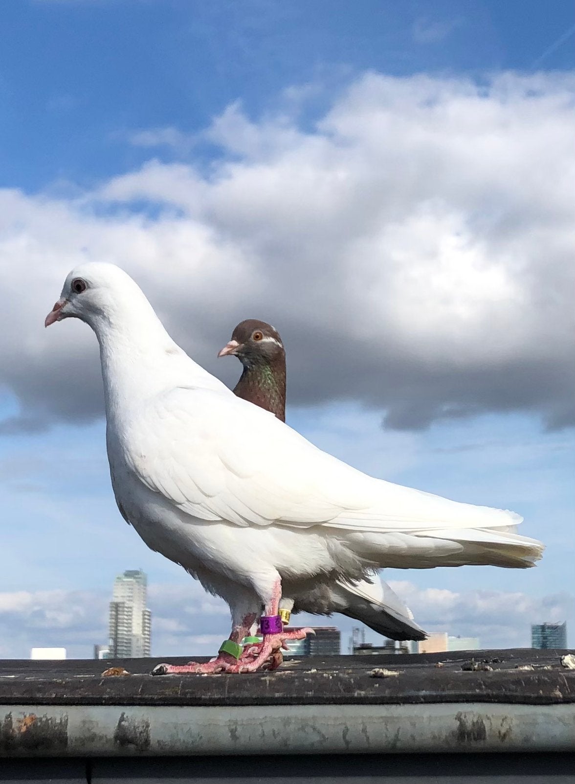 Birmingham rollers, Dieren en Toebehoren