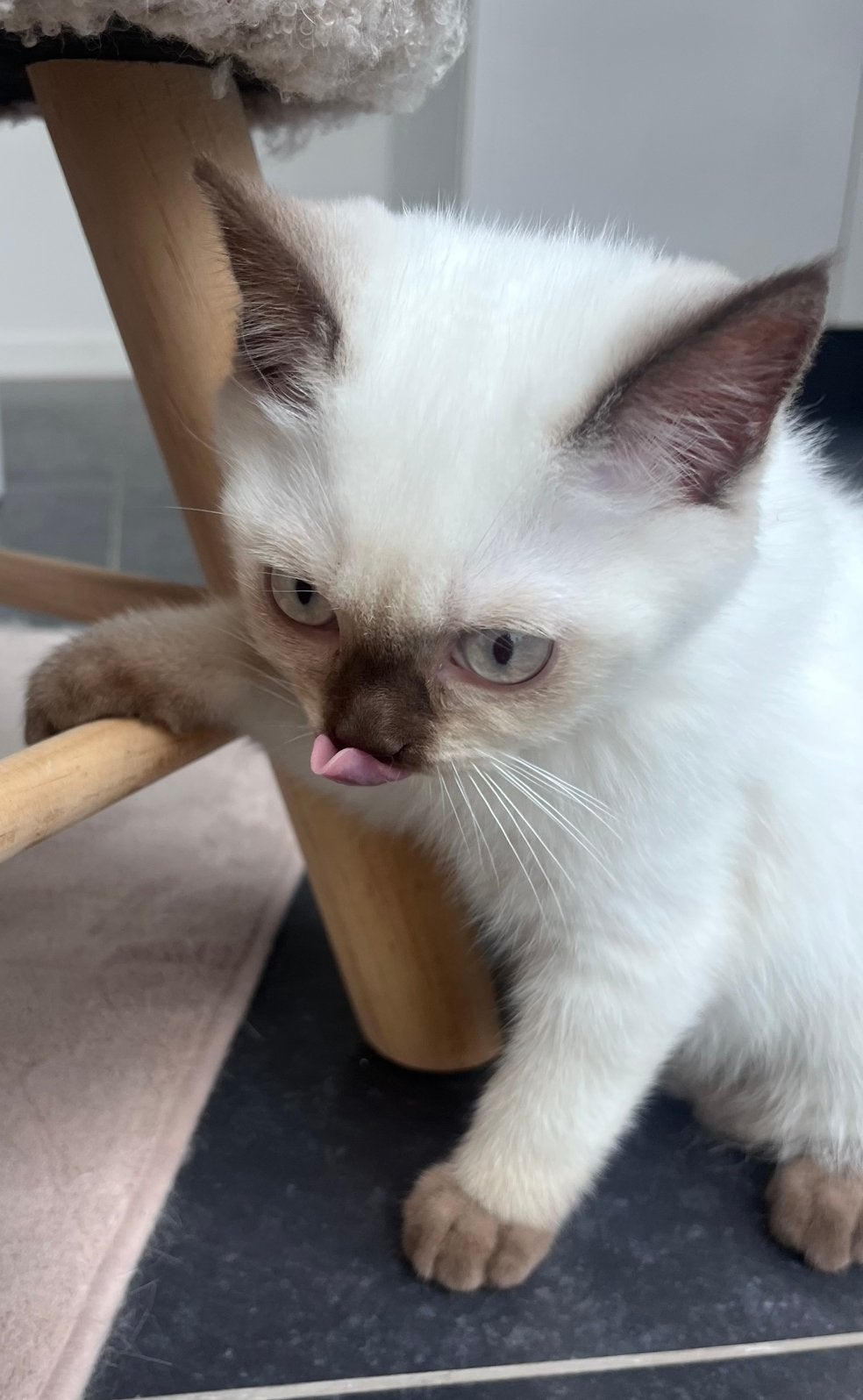 Prachtige chocolate-point kater - Britse korthaar - 14 weken, Dieren en Toebehoren, Katten en Kittens | Raskatten | Korthaar, Kater