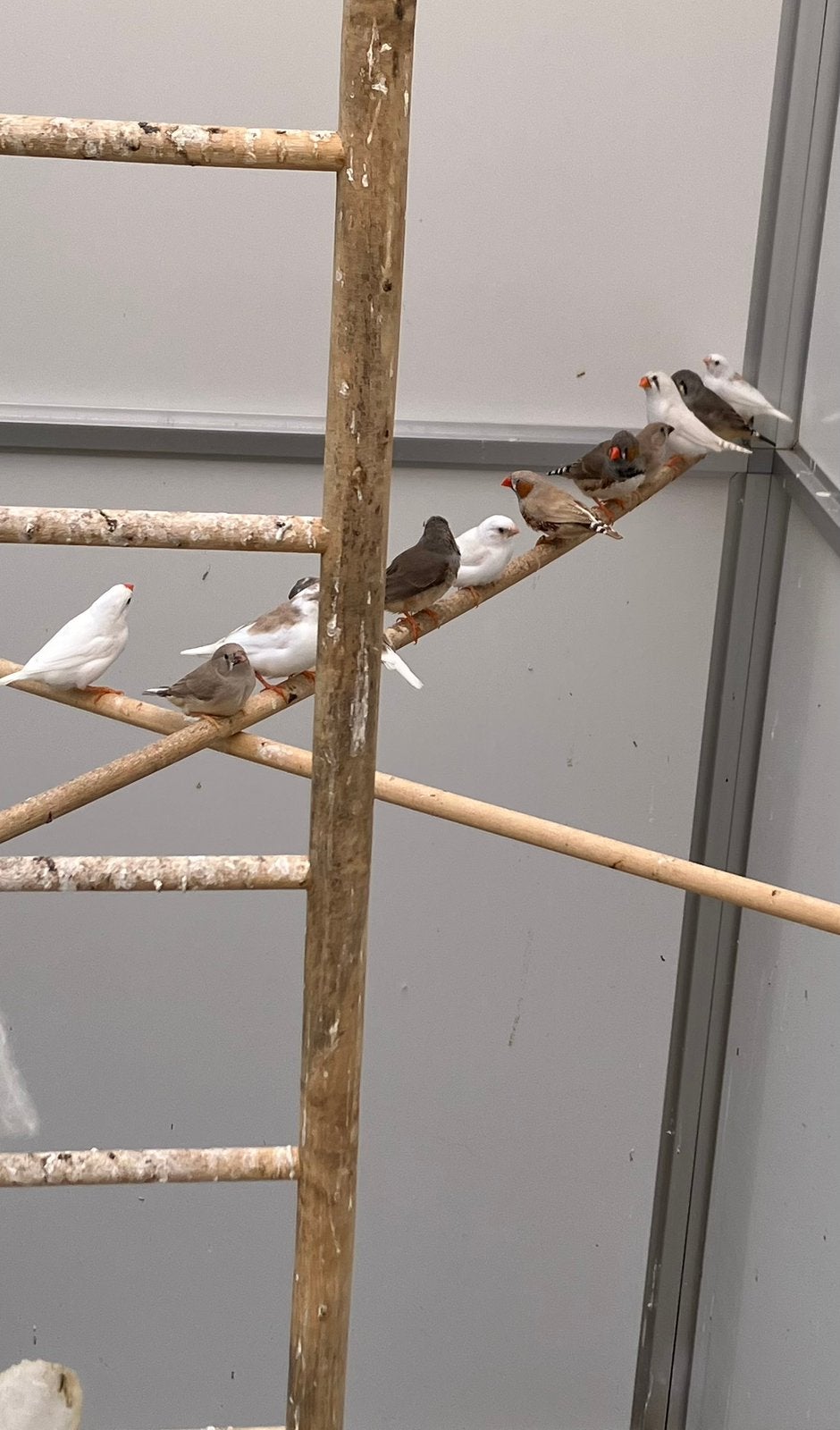 Jonge Zebravinken te koop. 5€/stuk, Dieren en Toebehoren, Vogels | Kanaries, Meerdere dieren