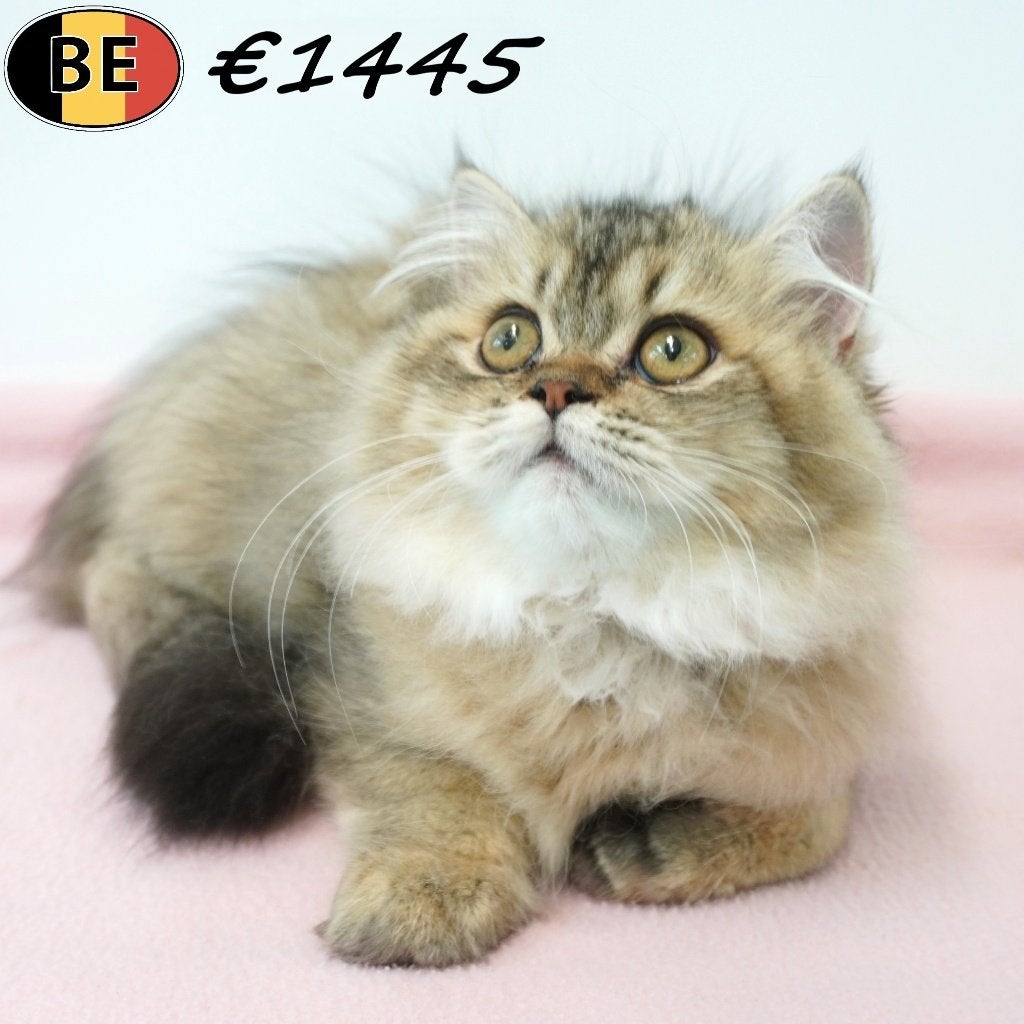 British Longhair (femelle) Magnifique chaton à vendre, Chatte ou Chat, Avec puce électronique, 0 à 2 ans