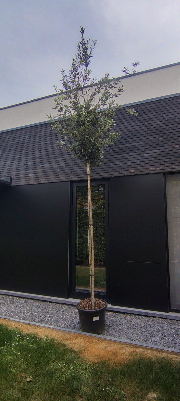 ilex quercus, Tuin en Terras, Planten | Bomen