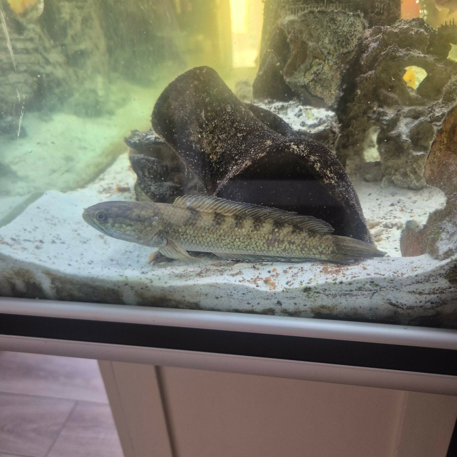 Amerikaanse chiclides, Poisson, Poisson d'eau douce