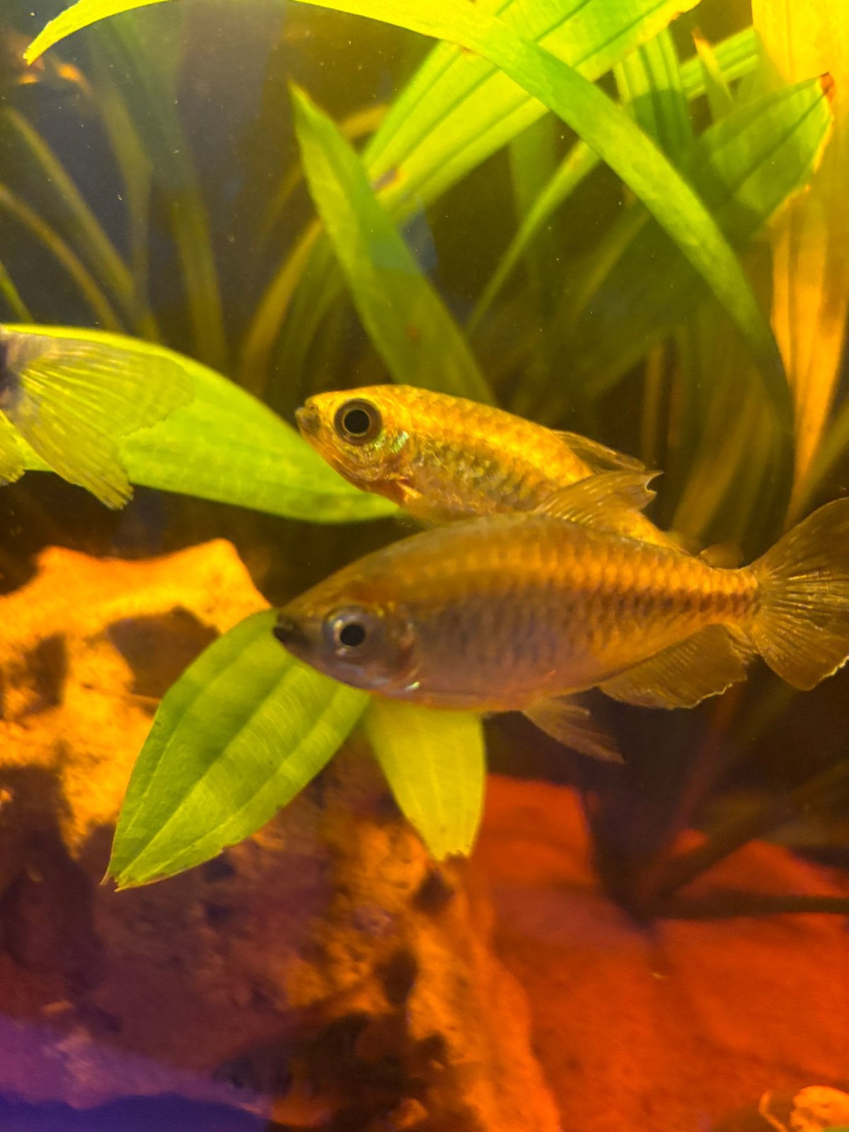 Grijze aquariumvissen – ongeveer 7 cm