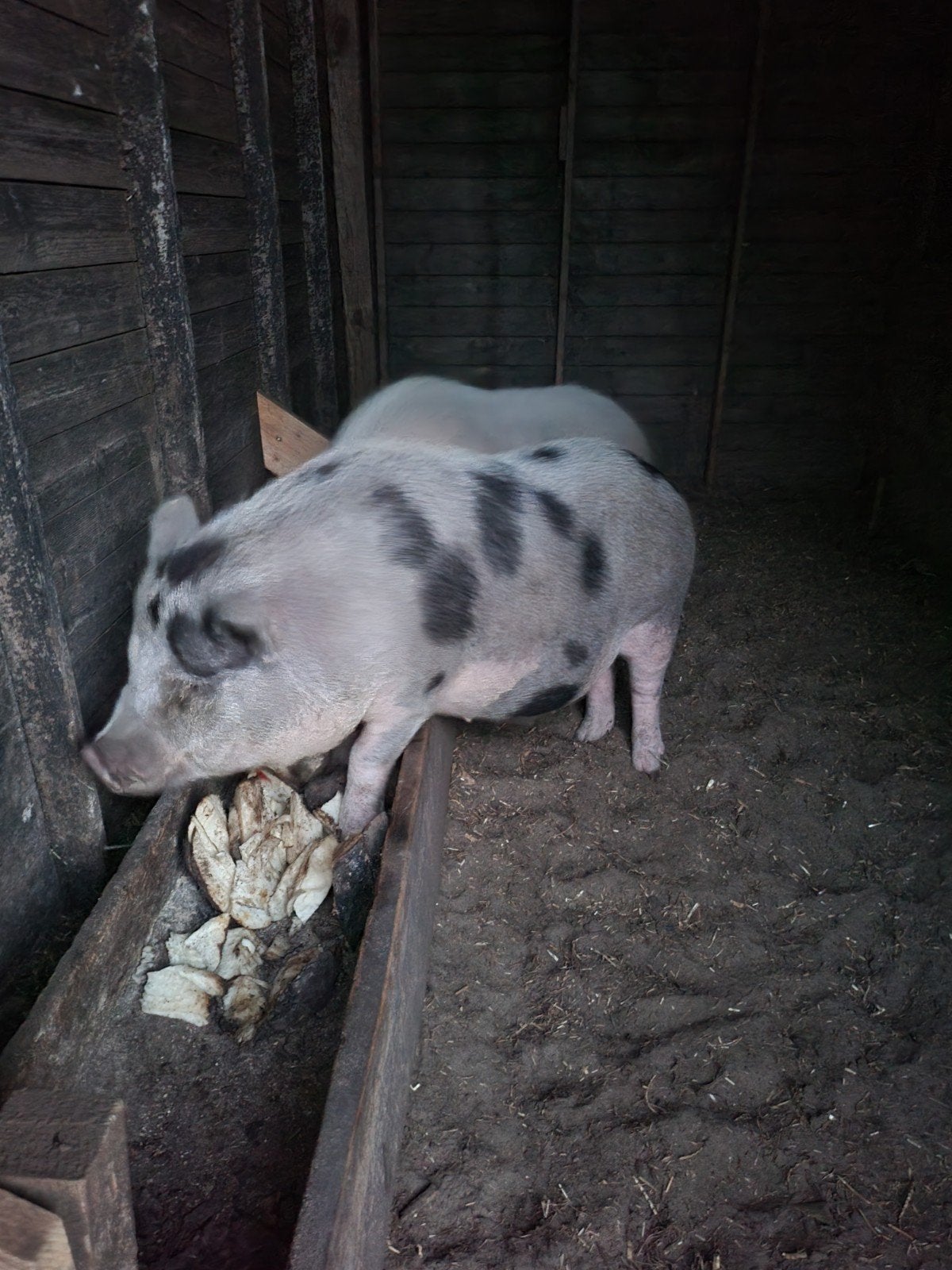 cochons ventrus, Animaux & Accessoires