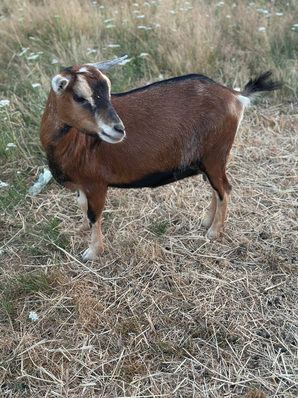 Dwerggeit mieke Hoornloos, Dieren en Toebehoren, Vrouwelijk, Geit, 3 tot 5 jaar