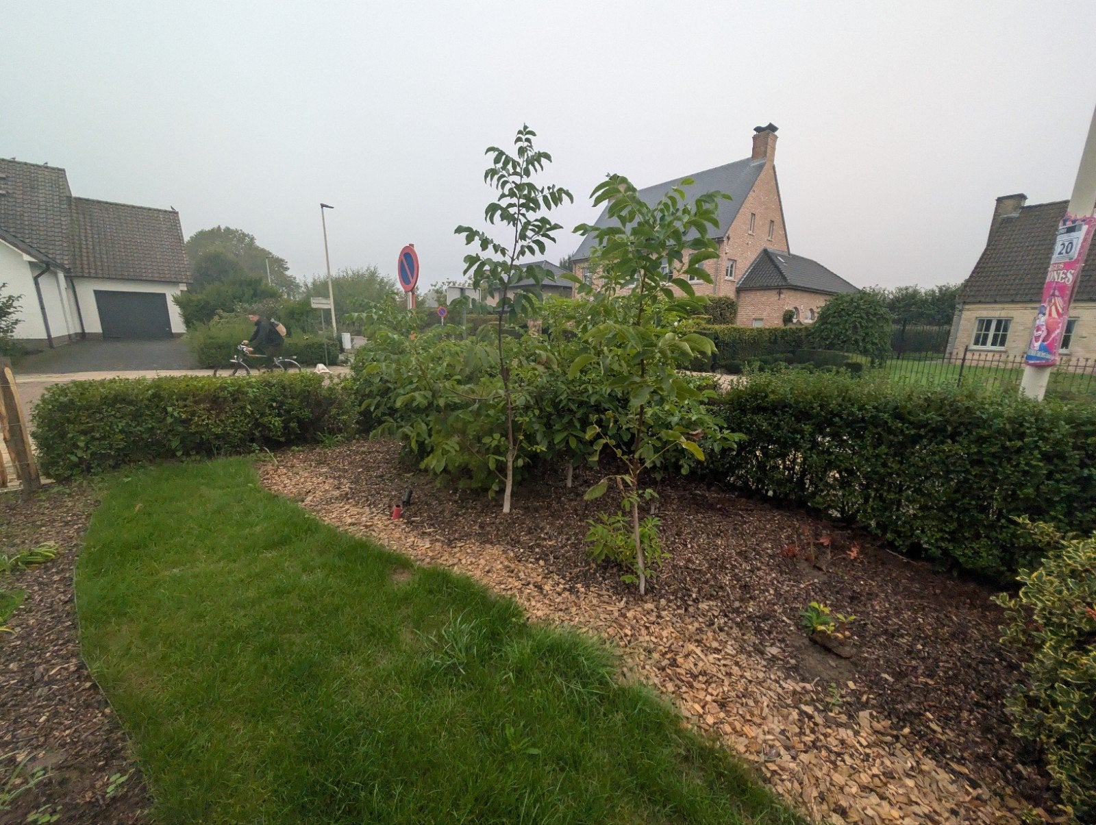 Jonge walnotenbomen / okkernotenbomen (1,5 - 2,5 m), Tuin en Terras, Ophalen