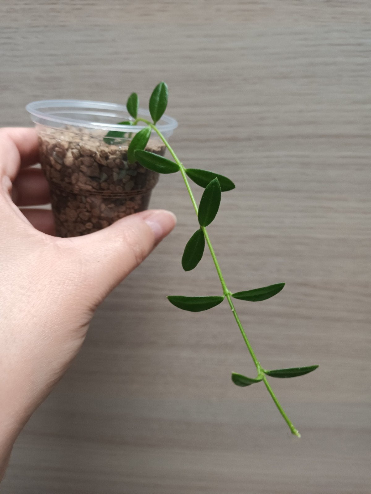 Hoya engleriana, Enlèvement ou Envoi