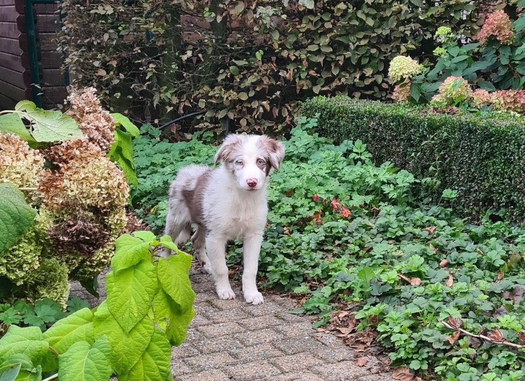 border collie pups, Dieren en Toebehoren, België, CDV (hondenziekte), 8 tot 15 weken, Teef