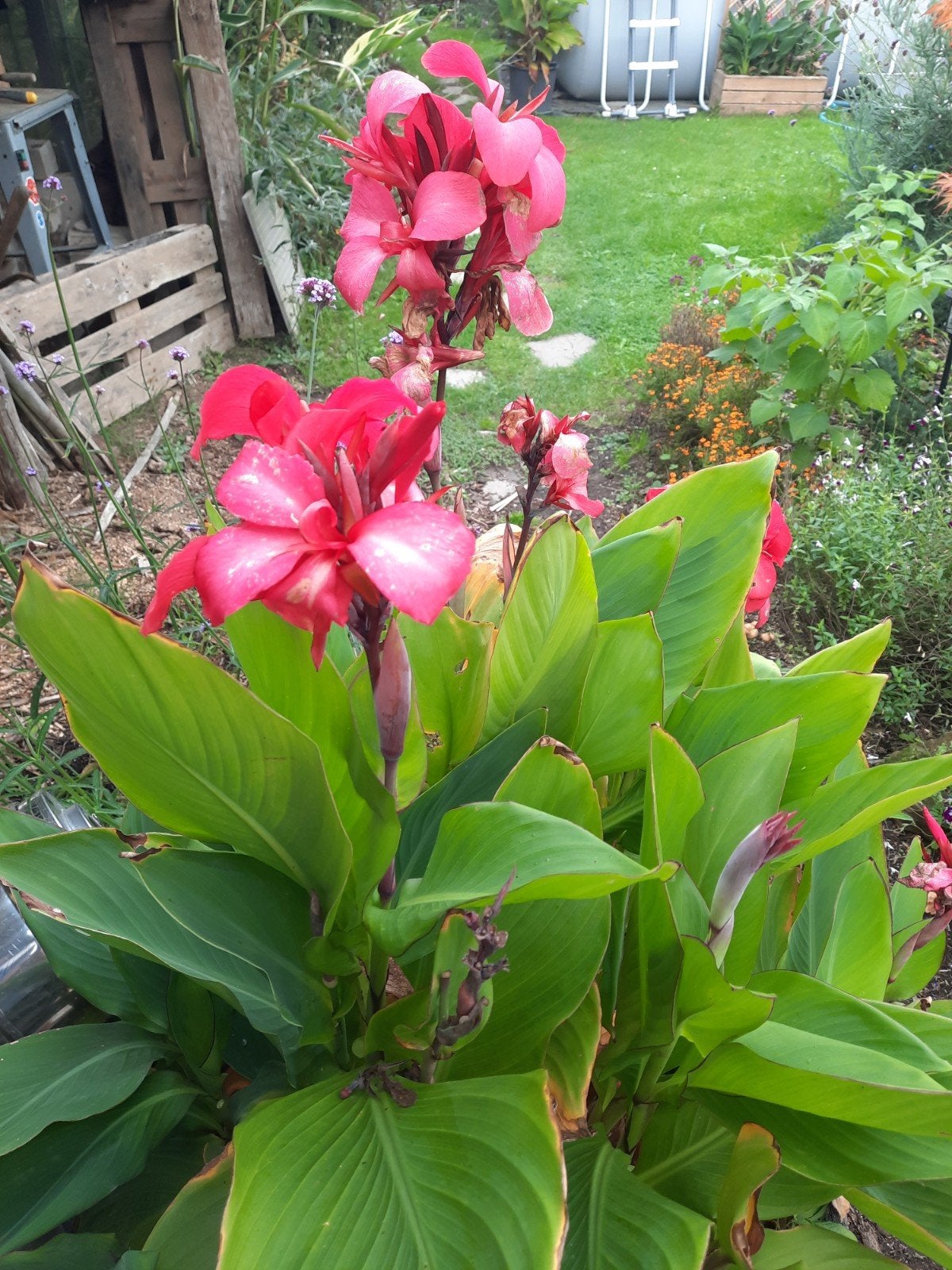 Canna x generalis 'Cannova Rose', Jardin & Terrasse, Enlèvement, Oignon