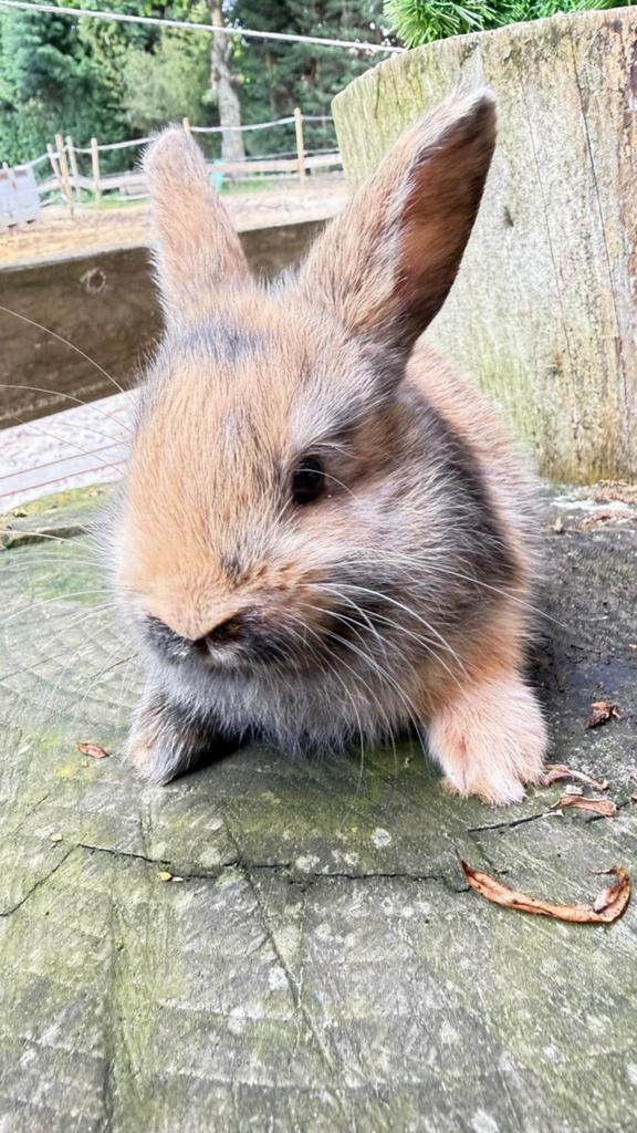 Prachtige half satijn en half kleurdwerg konijntjes te koop!, Dieren en Toebehoren, Konijnen