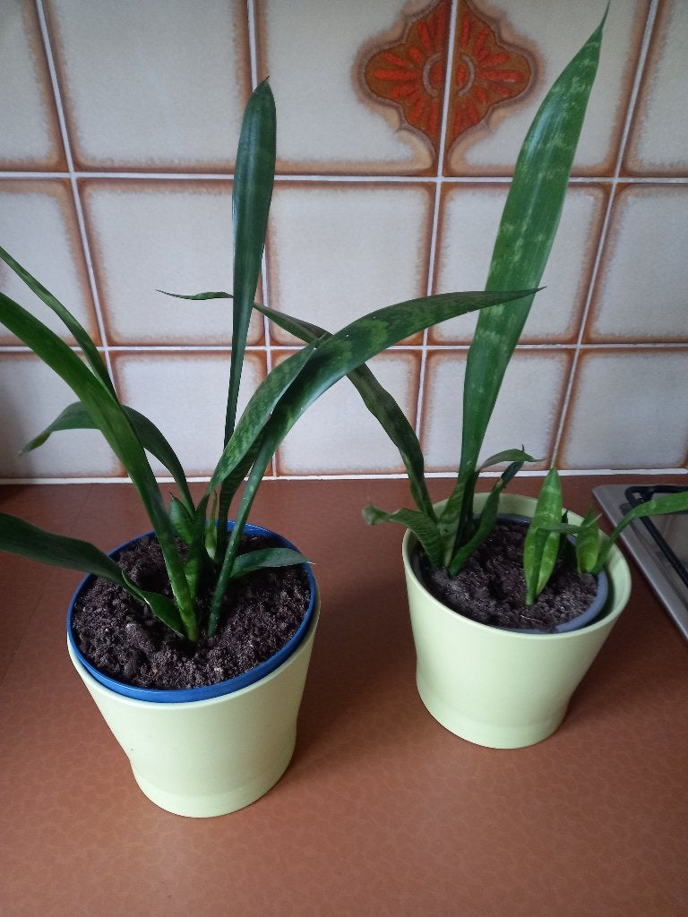 sanseveria, Ophalen