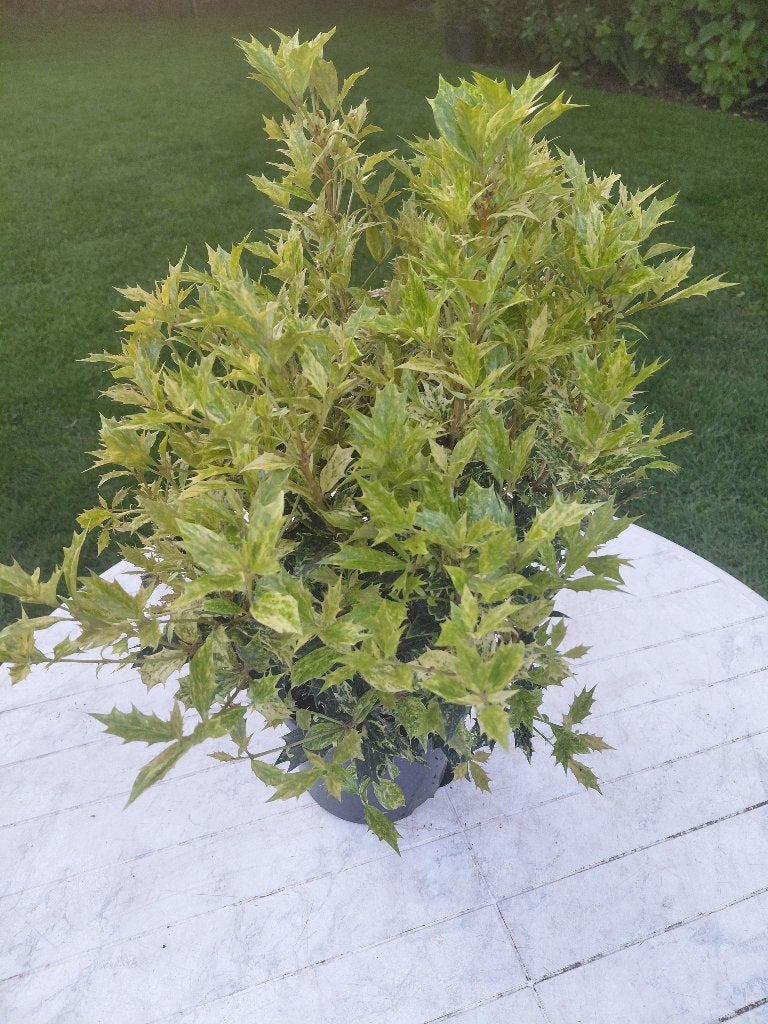 Osmanthus Goshiki, Ophalen, Halfschaduw