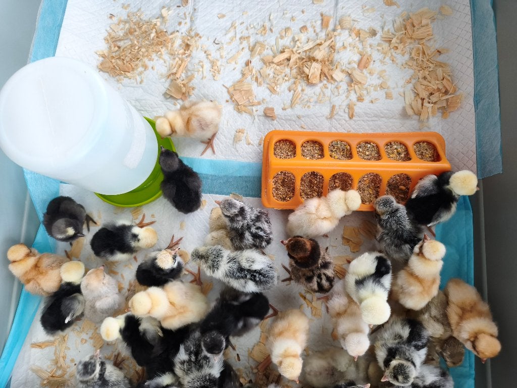 Padua kuikens, Dieren en Toebehoren, Pluimvee, Geslacht onbekend, Kip