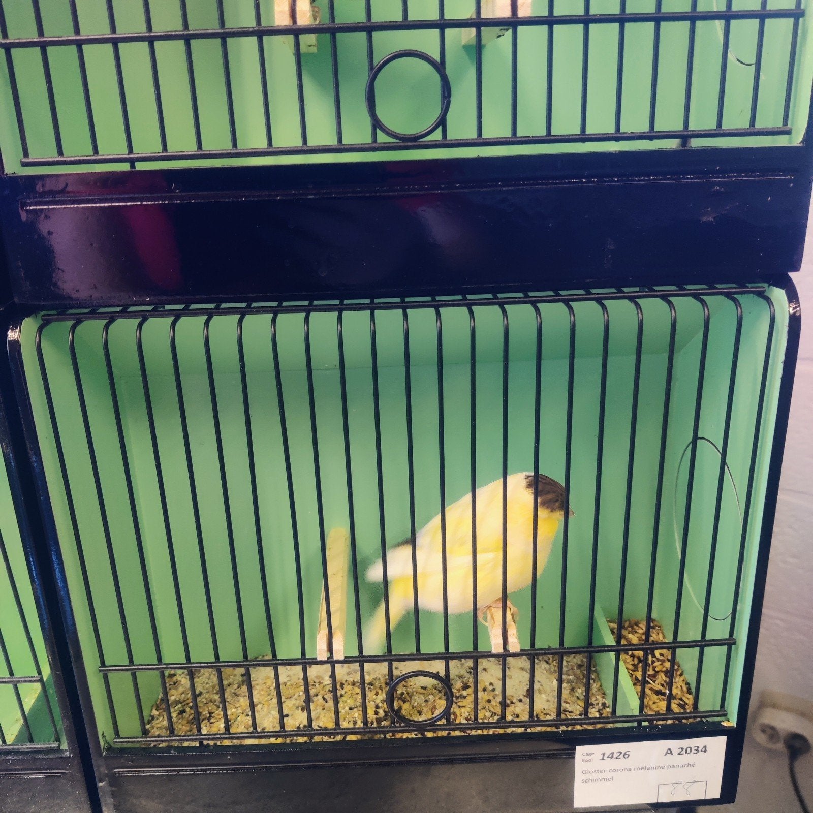 glosters à vendre te koop, Animaux & Accessoires