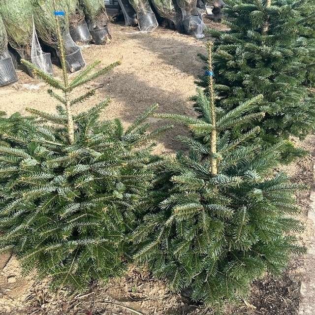 Nordmann kerstboom met kluit, kerstbomen in pot, Enlèvement ou Envoi, En pot