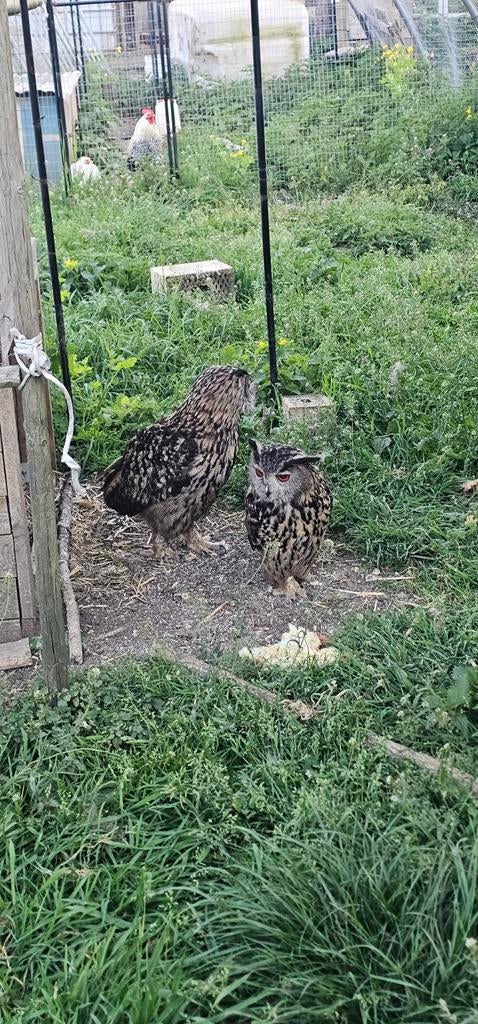 Bewezen Koppel Europese oehoes, Dieren en Toebehoren, Pluimvee