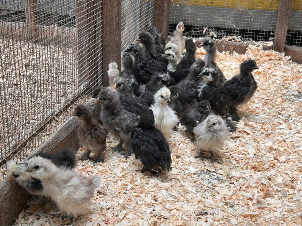 Zijdehoender kuikens, Dieren en Toebehoren