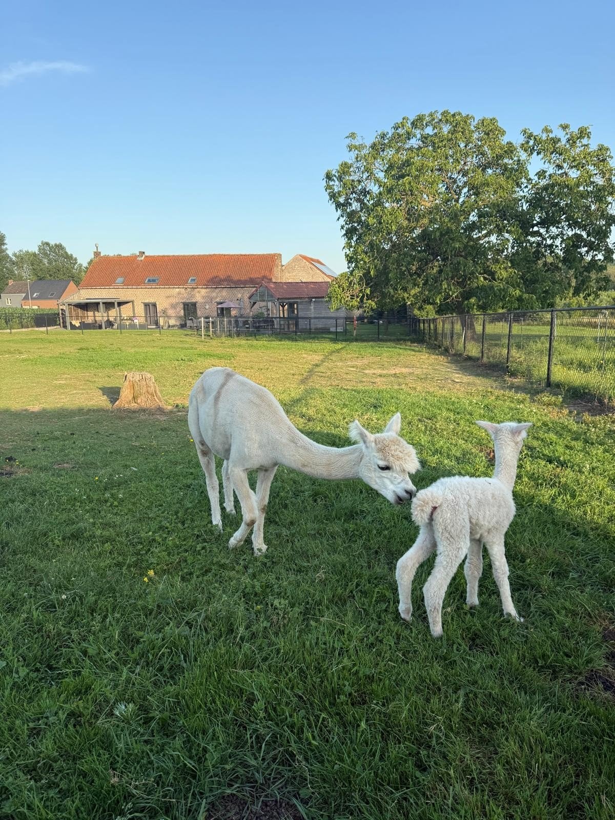 ALPACA MERRIE MET VEULEN, Juni, Vrouwelijk