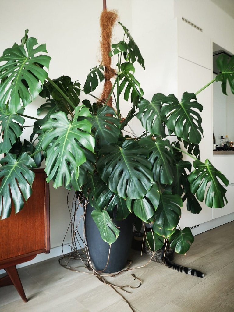 Grote monstera inclusief sierpot, Ophalen, Overige soorten, In pot, 150 tot 200 cm