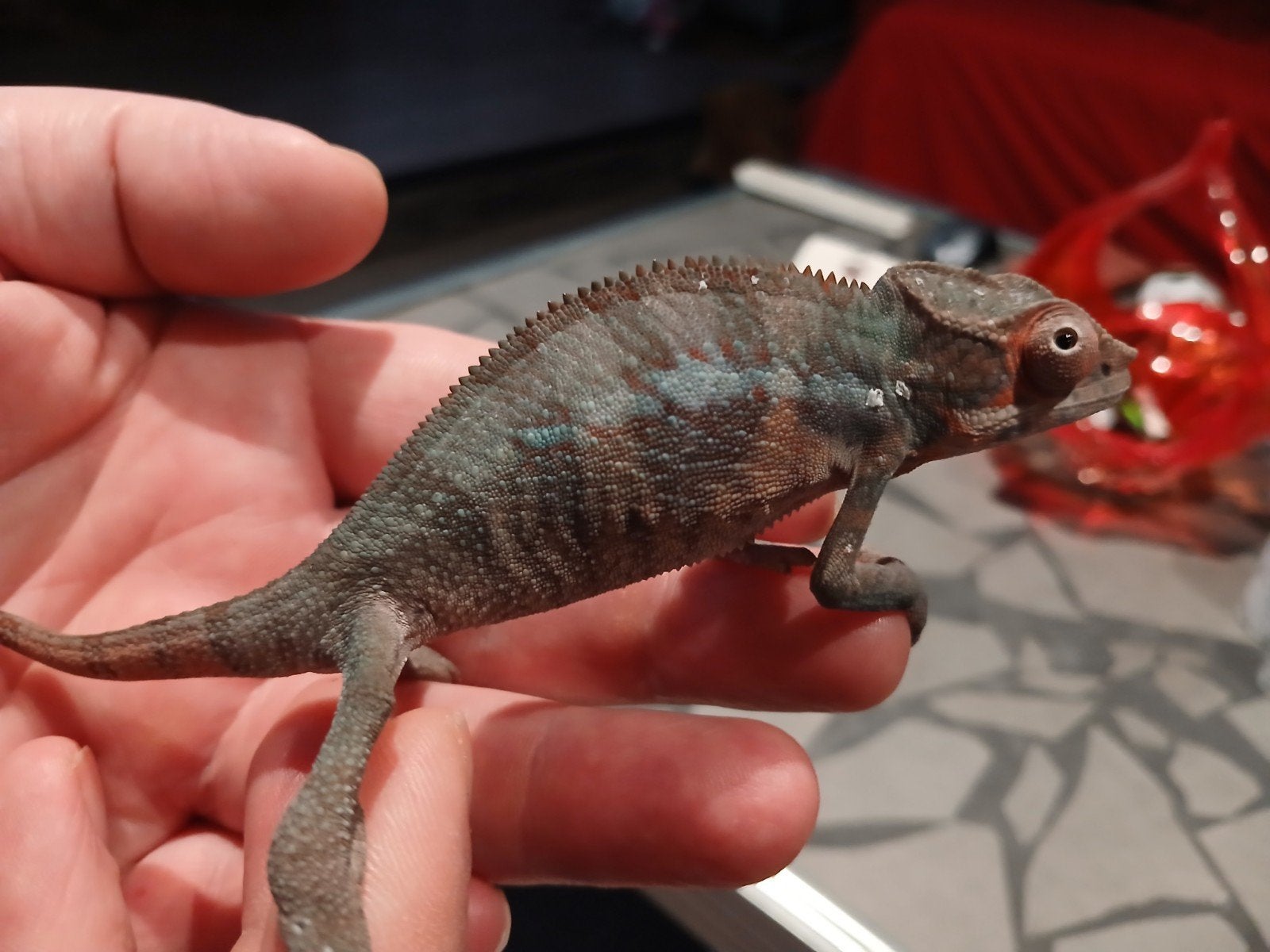 Kameleon furcifer pardalis ambilobe