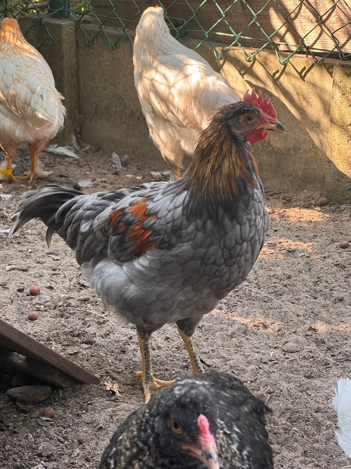 Siverruds bla mix haan, Mâle, Poule ou poulet