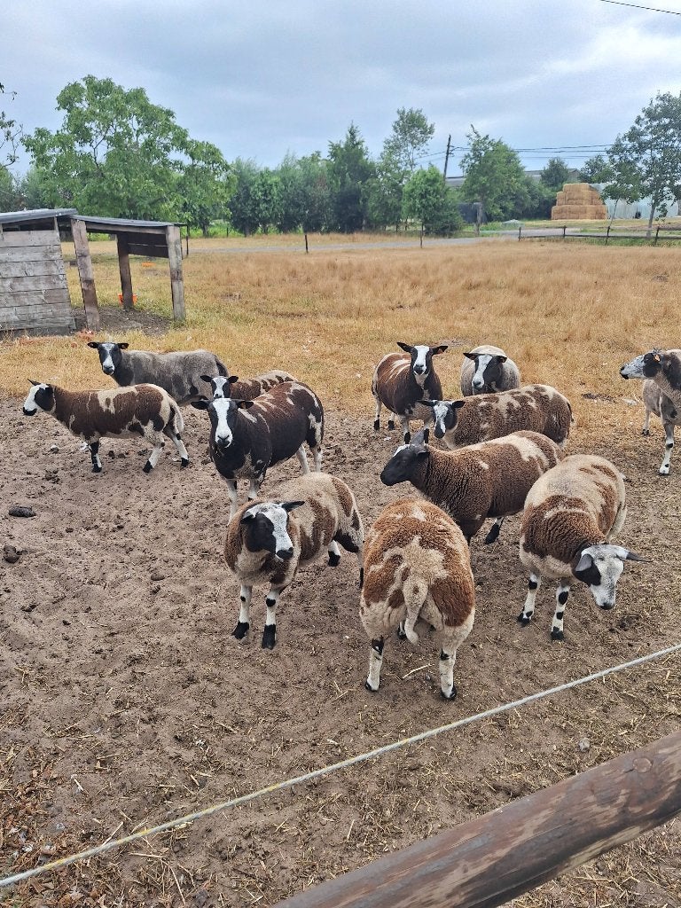 Luxe baggerbonte ramlammeren, Mâle, Mouton, 0 à 2 ans