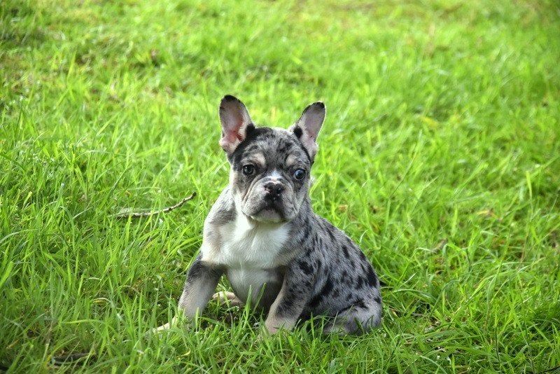 Prachtig Blue Merle Tan Franse Bulldog pup, Dieren en Toebehoren, Honden | Bulldogs, Pinschers en Molossers, Parvo, België, Reu