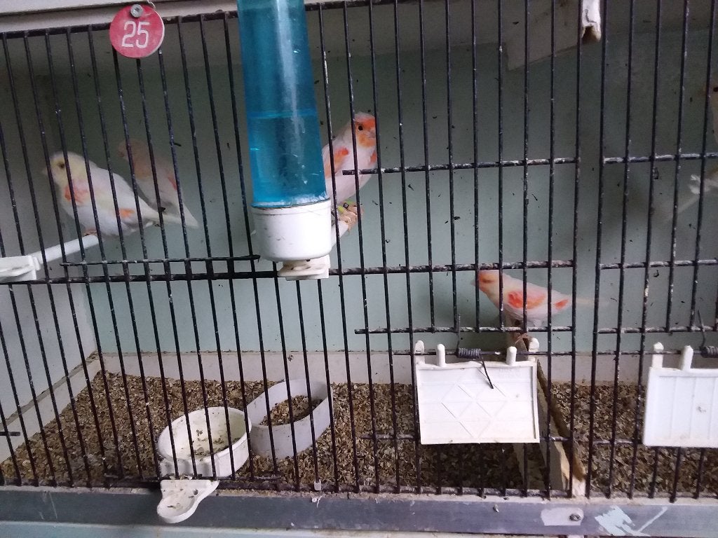 roodmozaieken, Dieren en Toebehoren, Vogels | Kanaries