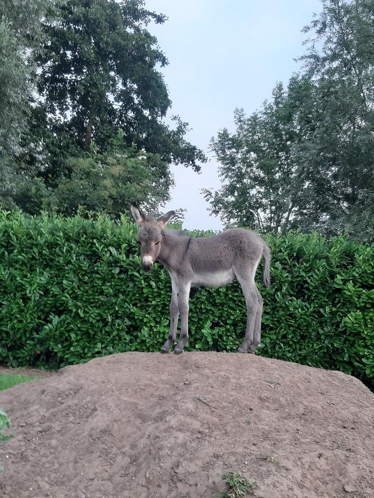 ezels, Dieren en Toebehoren, Hengst, 0 tot 2 jaar