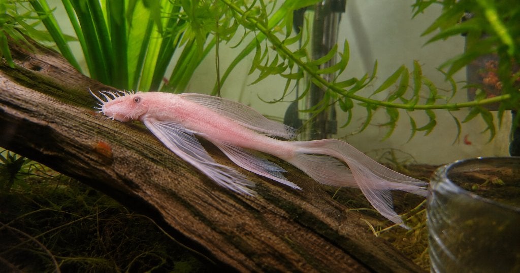 Snow White Ancistrus Longfin, Dieren en Toebehoren, Vis, Zoetwatervis