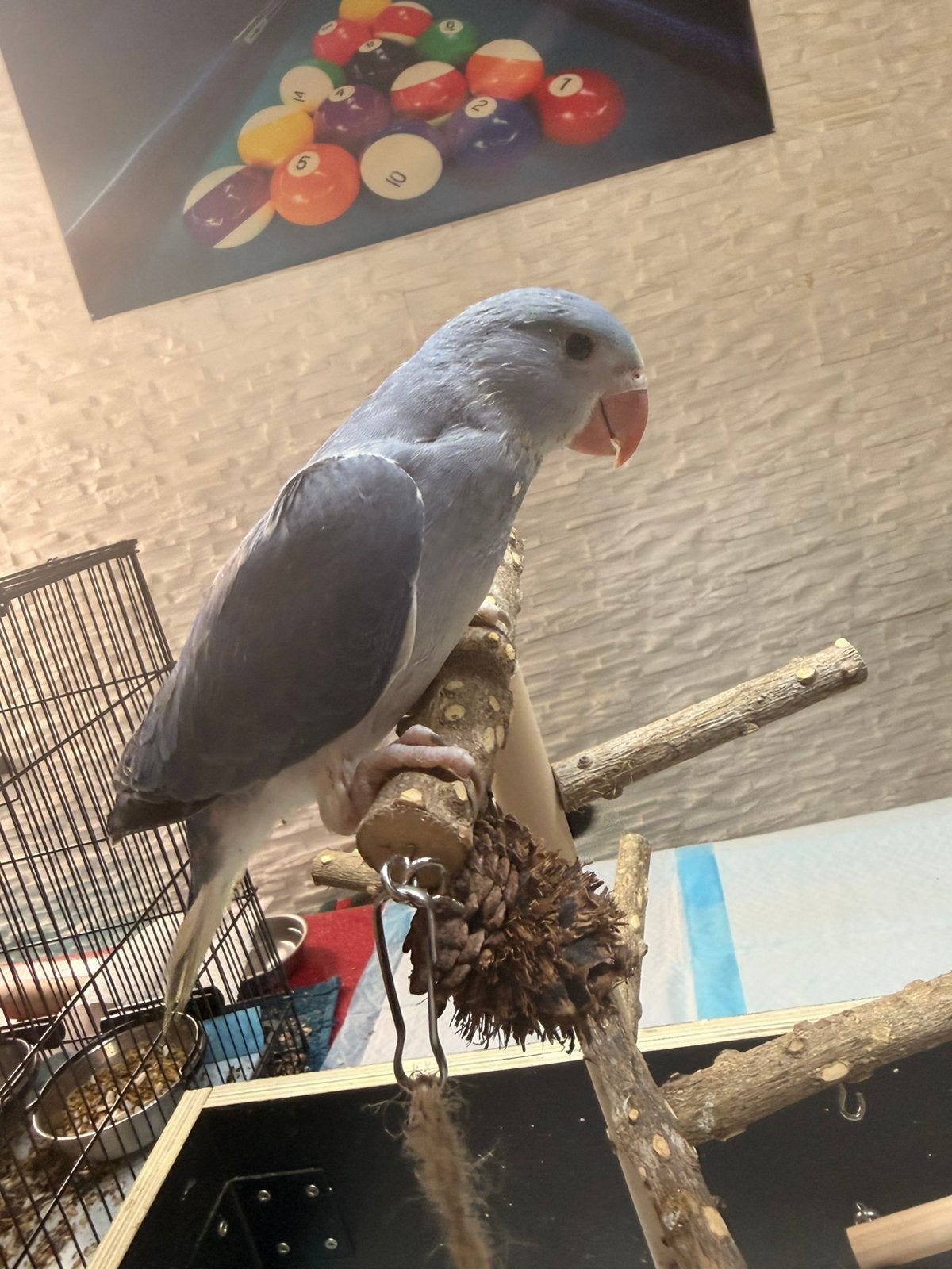 Halsbandparkiet, Dieren en Toebehoren, Geslacht onbekend, Dwergpapegaai of Agapornis, Pratend